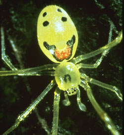 Happy-face spider