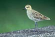 Kolea, or Pacific Plover - Photo credit: Jack Jeffrey