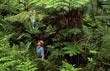 Cloud mist rainforest kipuka - Photo credit: Carl Waldbauer