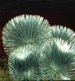 Endangered Silversword - Photo credit: Jack Jeffrey