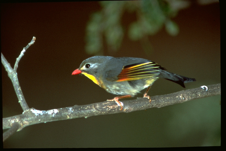 Red Billed Leiothrix