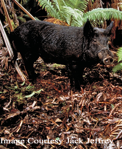 Feral Pig