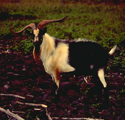 Feral Goats