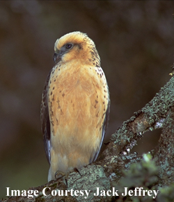 Hawaiian Hawk